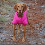 vizsla in jacket