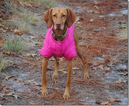 vizsla in jacket