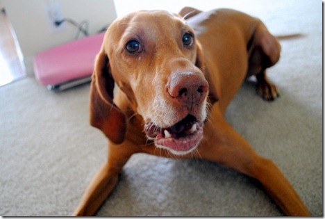 vizsla playing