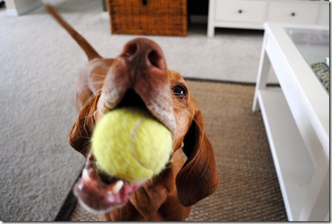 vizsla with ball