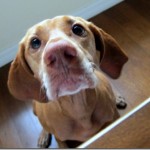 Begging Vizsla Begging Vizsla