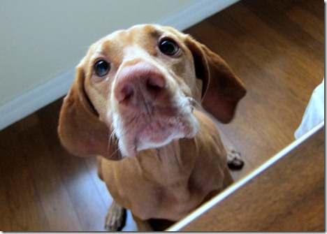 Begging Vizsla