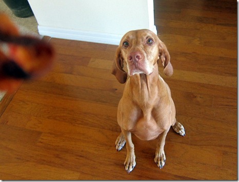 Dog begging for bacon