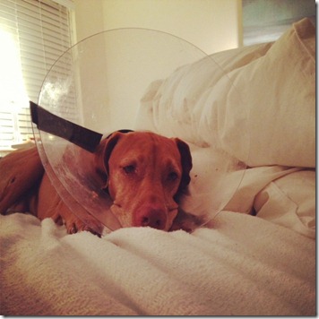 Sleepy Dog Wearing Cone