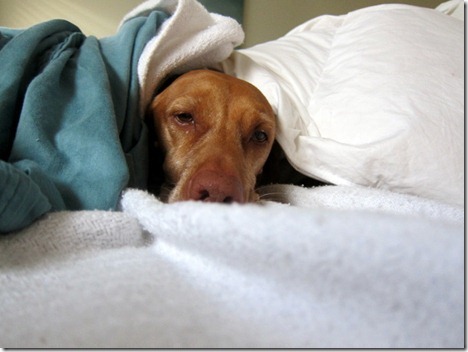 Sleepy Vizsla