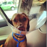Vizsla in Cone