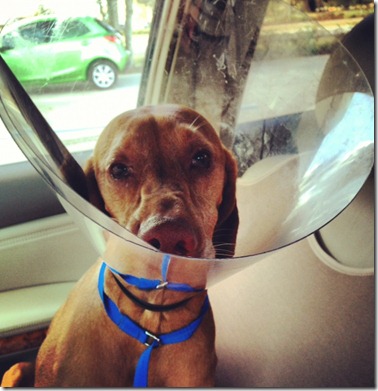 Vizsla in Cone