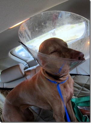 cone on dog 027