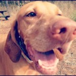 happy vizsla