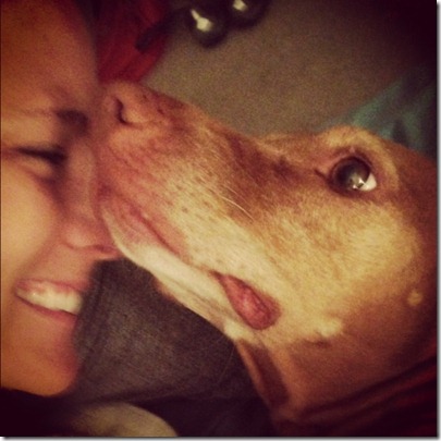 vizsla staring