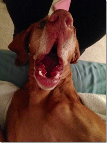 Crazy Vizsla