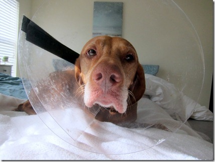 Dog in a Cone