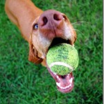 Dog with Tennis Ball Dog with Tennis Ball