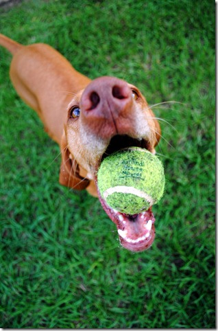 Dog with Tennis Ball