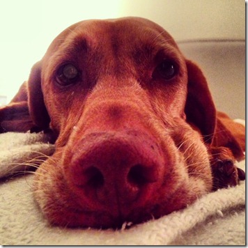 Sleepy Vizsla
