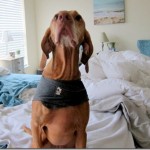 Thundershirt Vizsla Thundershirt Vizsla