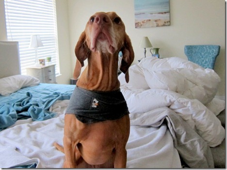 Thundershirt Vizsla