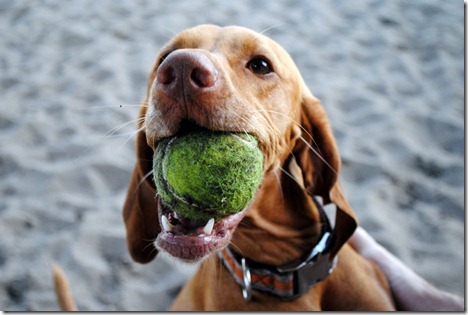 dog with tennis ball
