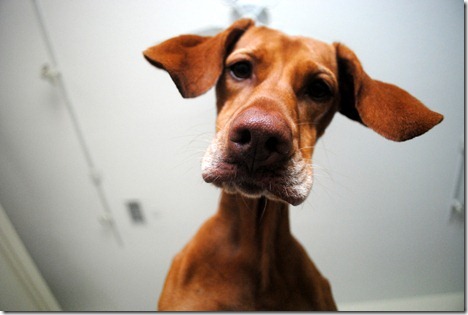 funny vizsla