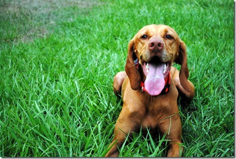 happy dog