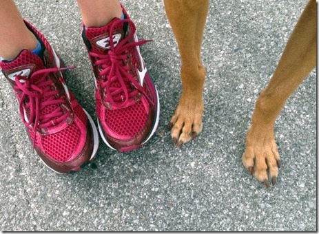 vizsla running