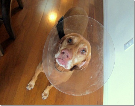 vizsla wearing cone