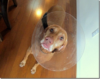 Cone of Shame