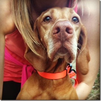 Sadie Vizsla (2)