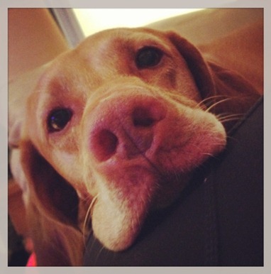 Sadie Vizsla