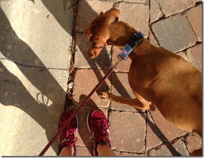 Sadie hunting shadows