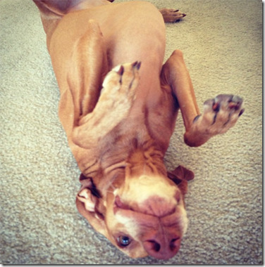 Sadie