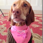 birthday vizsla