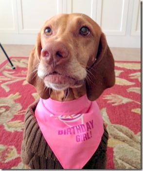 birthday vizsla
