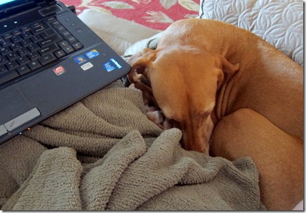 sleepy vizsla