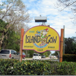 The Island Cow The Island Cow
