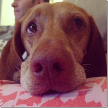 vizsla