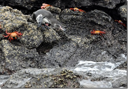 Bartolome Island penguin