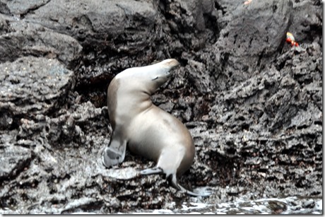 Bartolome Sea Lion