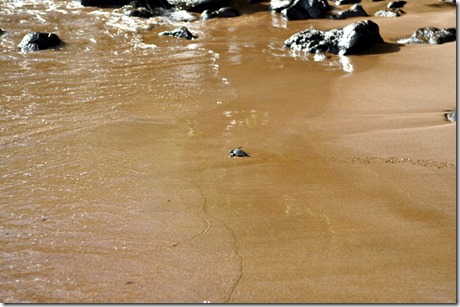 DSC_0132 DSC_0132
