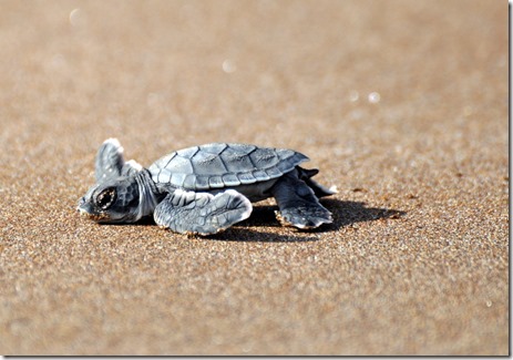 Galapagos Baby Sea Turtle Galapagos Baby Sea Turtle