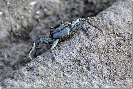 Galapagos Crabs Galapagos Crabs