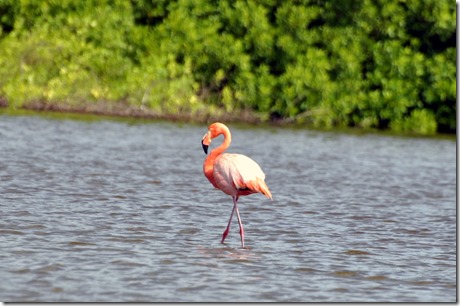Galapagos Islands Flamingo Galapagos Islands Flamingo