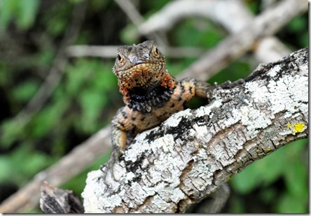 Galapagos Islands Lava Lizard Galapagos Islands Lava Lizard