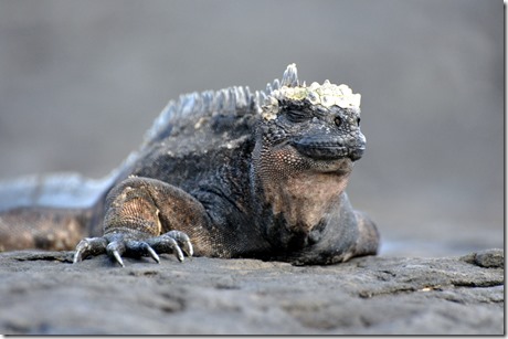 Galapagos Islands Marine Iguana Galapagos Islands Marine Iguana