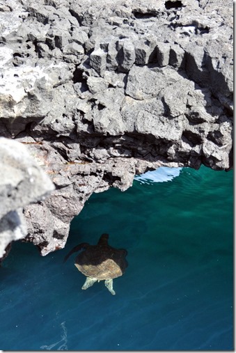 Galapagos Islands Sea Turtle Santiago Island Galapagos Islands Sea Turtle Santiago Island