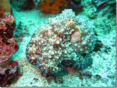 Galapagos Octopus