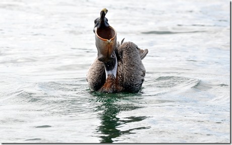 Galapagos Pelican
