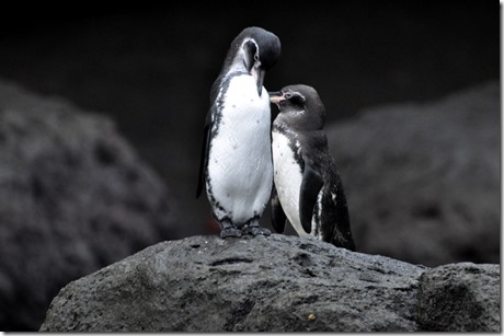 Galapagos Penguins