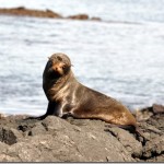 Galapagos Sea Lions Galapagos Sea Lions