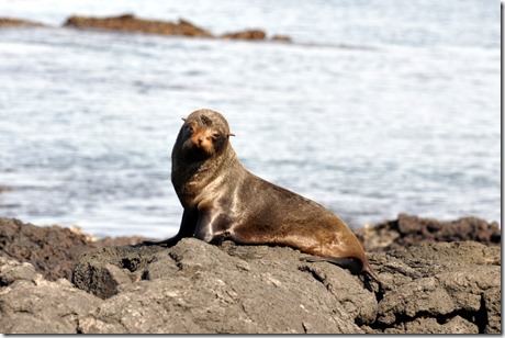 Galapagos Sea Lions Galapagos Sea Lions